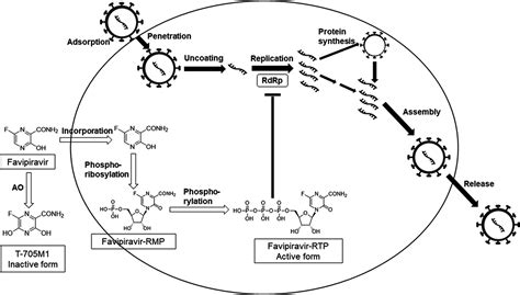 fapvip|Understanding the pharmacokinetics of Favipiravir: Implications。